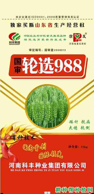 轮选988小麦种子怎么样(轮选988麦种怎么样)